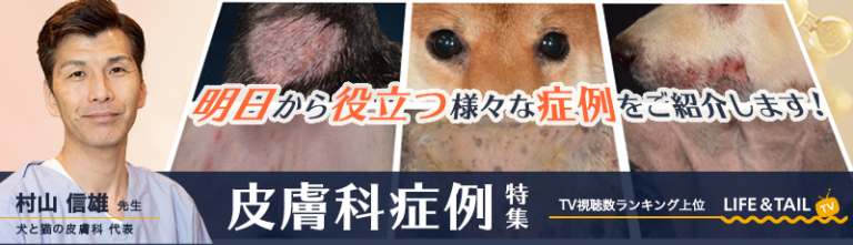 獣医師向け研修動画4